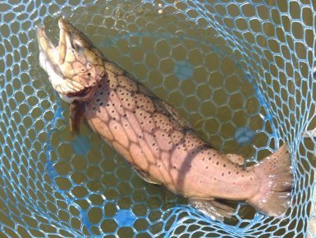 大型ブラウン連発！ ～岡崎トラウトポンド～…